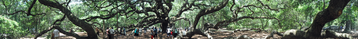 panorama of the Angel Oak